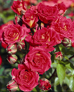 Роза миниатюрная Чили Клементина