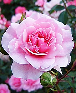 Роза миниатюрная Бубикопф